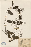 藏品(牛皮凍(雞屎藤))的圖片